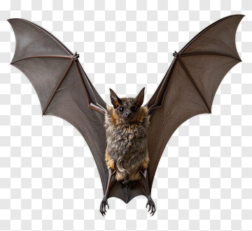 Bat With Outstretched Wings PNG
