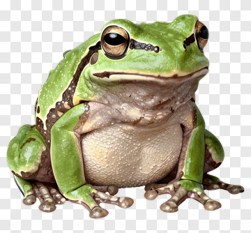 Realistic Green Frog PNG