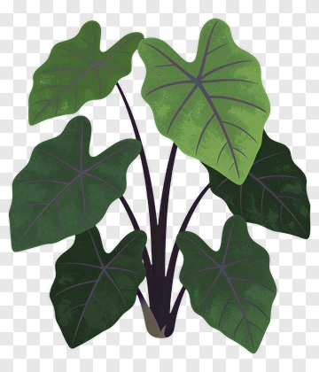 Illustration Of A Green Plant With Large Leaves PNG