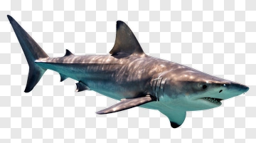 Realistic Shark Swimming In Water PNG