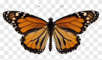 Monarch Butterfly With Vibrant Orange And Black Wings PNG