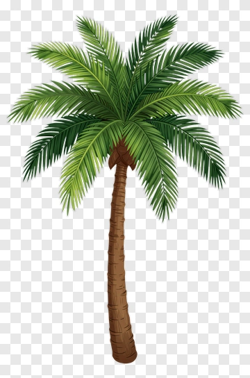 Palm Tree PNG