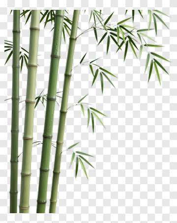 Bamboo Stalks With Green Leaves PNG
