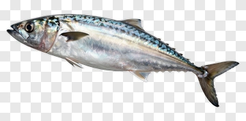 Mackerel Fish PNG