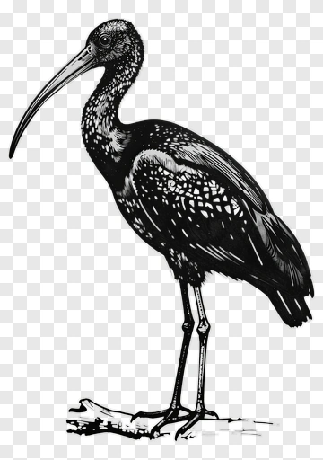 Black And White Ibis Standing On A Branch PNG