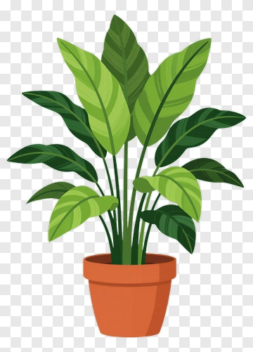 Potted Green Plant With Large Leaves PNG