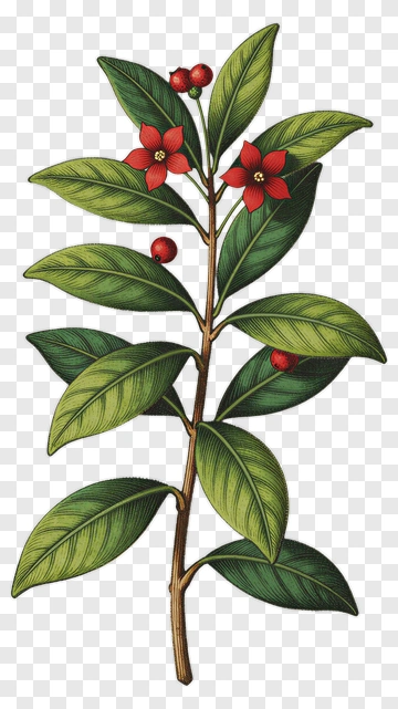Flowering Plant With Red Blooms PNG