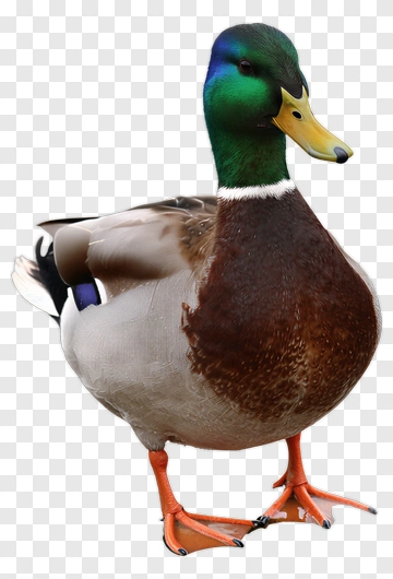 Mallard Duck Standing PNG