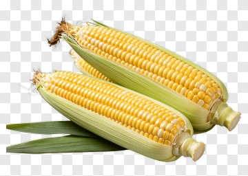Fresh Corn On The Cob PNG