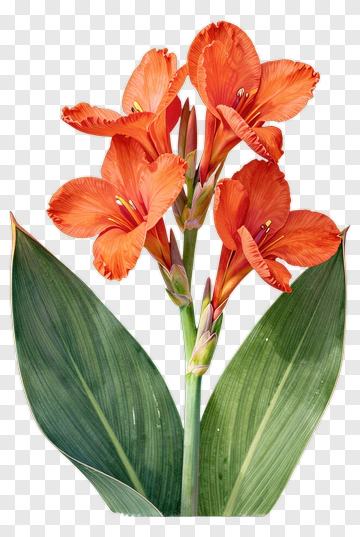 Orange Flower With Green Leaves PNG