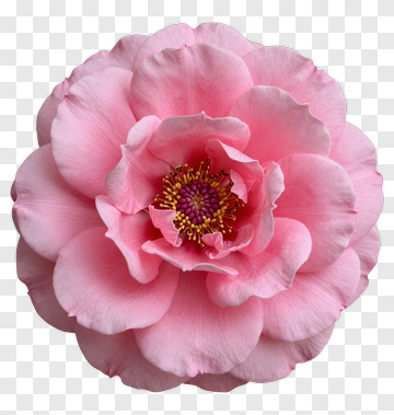 Pink Flower PNG