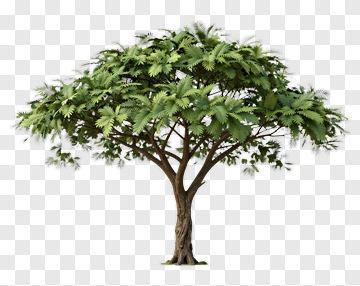 Green Tree With Lush Foliage PNG