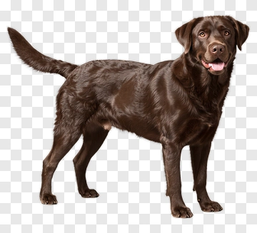 Brown Labrador Retriever Standing PNG