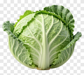 Fresh Green Cabbage PNG