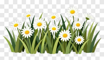 Flower Bouquet With Daisies And Green Grass PNG