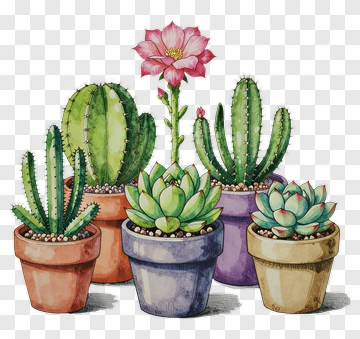 Colorful Cacti And Succulents In Pots PNG