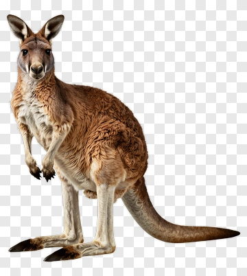 Kangaroo Standing In A Natural Pose PNG