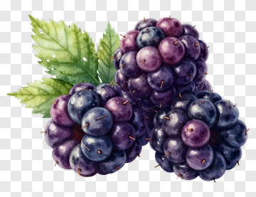 Watercolor Blackberries With Green Leaves PNG