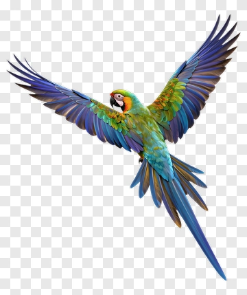 Colorful Macaw In Flight PNG