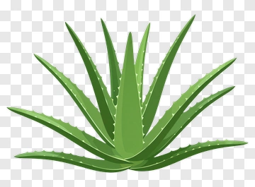 Aloe Vera Plant PNG