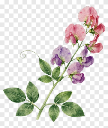 Colorful Sweet Pea Flower PNG