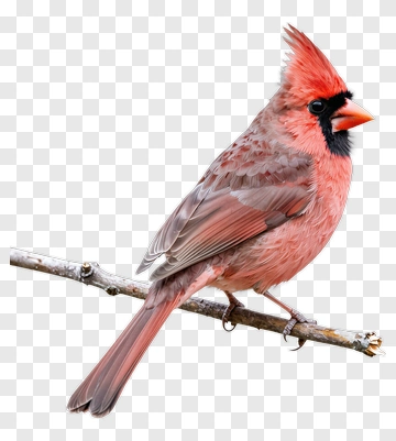 Cardinal Bird Perched On A Branch PNG