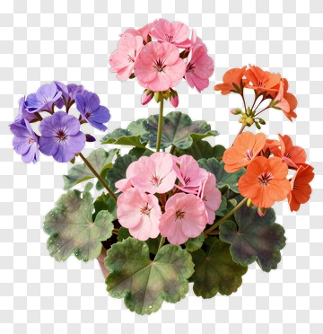 Colorful Flower Bouquet PNG