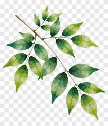 Watercolor Green Leaf Branch PNG
