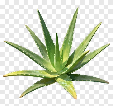 Aloe Vera Plant PNG
