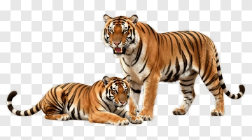 Two Tigers In A Natural Pose PNG