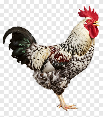 Rooster With Colorful Feathers PNG