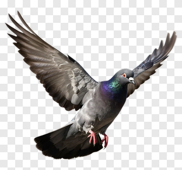 Flying Pigeon PNG