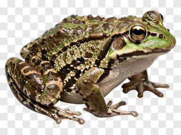 Green Frog PNG