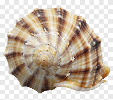 Spiral Seashell With Brown Stripes PNG
