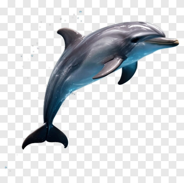 3D Dolphin Swimming In Water PNG