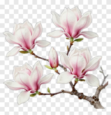 Magnolia Flowers On A Branch PNG