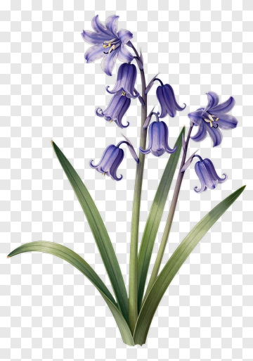 Purple Bluebell Flower PNG
