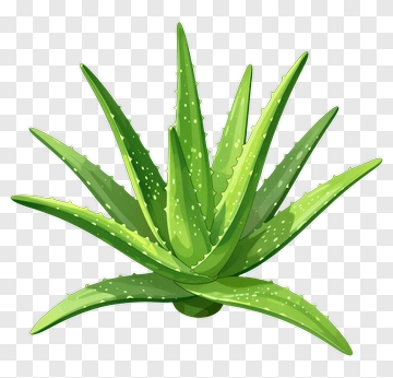 Aloe Vera Plant PNG