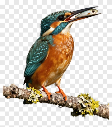 Kingfisher Bird Holding A Fish PNG