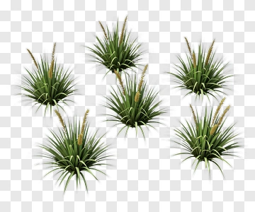 Group Of Agave Plants PNG