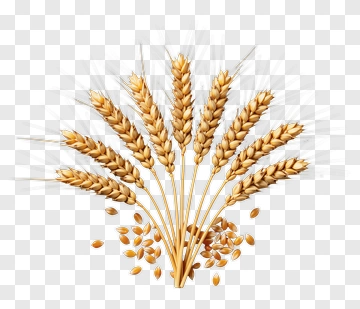 Wheat Bundle With Grains PNG