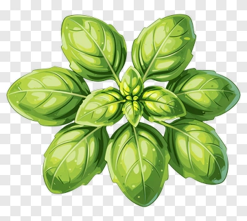 Basil Plant With Green Leaves PNG