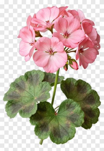 Pink Geranium Flower With Green Leaves PNG