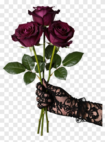 Hand Holding A Bouquet Of Dark Red Roses PNG