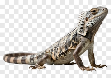 Lizard In A Natural Pose PNG