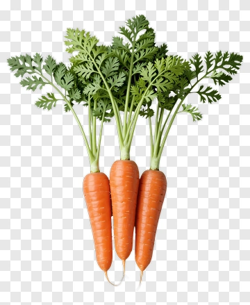 Fresh Carrots With Green Tops PNG