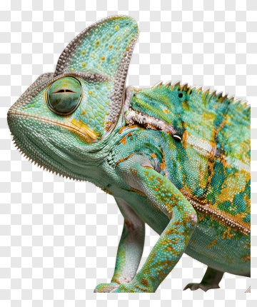 Colorful Chameleon PNG