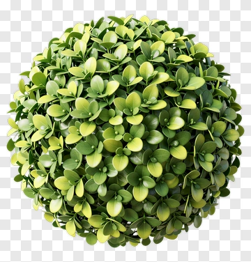 Green Decorative Plant Sphere PNG
