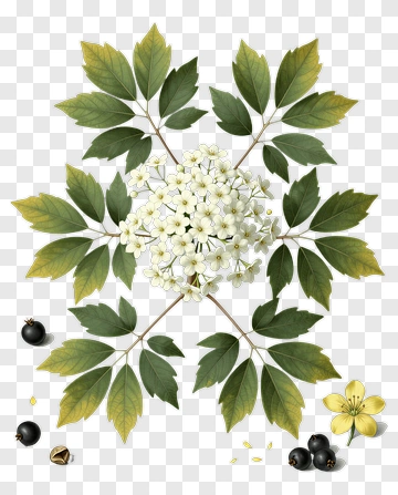 Flowering Plant With Green Leaves And Black Berries PNG