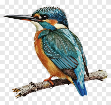 Colorful Kingfisher Sitting On A Branch PNG